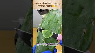 cactus plant microscope मे कैसा  दिखेगा?watch carefully?#shorts #viral @saito09 @MRINDIANHACKER