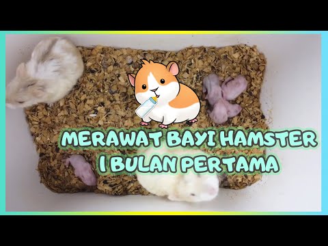 Tips Perawatan Bayi Hamster Umur 1 Sampai 28 Hari