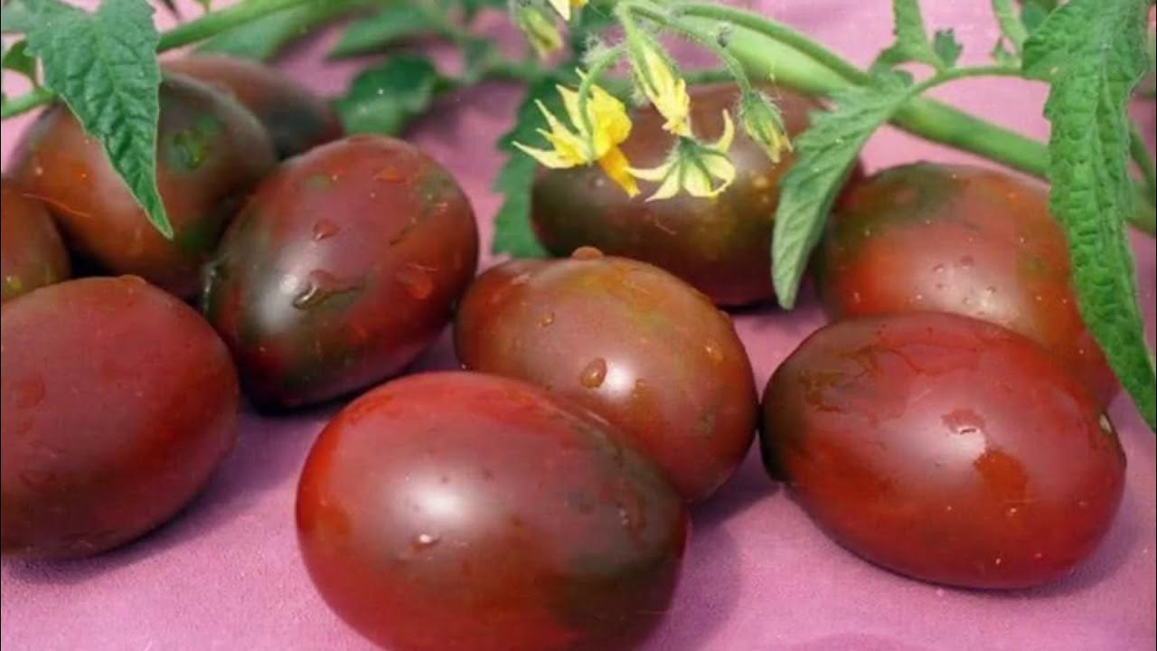томат мавр де барао. томат де барао красный сиб сад. помидоры де барао черный. томат де барао семена.