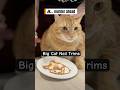 Big Cat Nail Trims