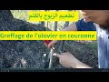   greffage de lolivier en couronne