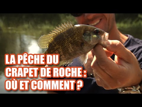 La pêche du crapet de roche : où et comment ?