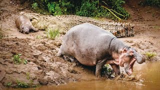 Самка бегемота спасает малыша от Крокодилов. Дикий мир диких животных.