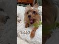 🥰Goodnight love song #puppy  #goodnight #yorkie #dogshorts #miniatureschnauzer #love 🫠❤️