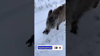 Шукаємо Машці доброго кабана. We are looking for a good boar for Masha.