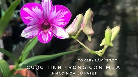 Cuộc tình trong cơn mưa | Nhạc hoa lời việt | Lâm Ngọc cover