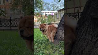 Part 1 #puppy #chow #chowchow #dog #doglife #чау #чаучау #собаки #собачьяжизнь #щенок