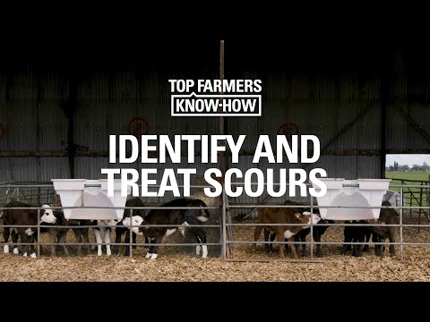 CALF-HEALTH SERIES: IDENTIFY AND TREAT SCOURS