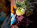 side yard succulent garden 🏡🪴😮#shorts