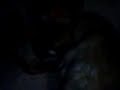 صفاشهر گرگ صفاشهر گرگ