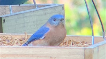 How to attract Bluebirds with a speaker- the best way to attract bluebirds to your backyard!
