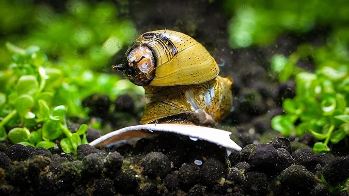 DIY Calcium for Healthy Snails and Shrimp in Your Aquarium