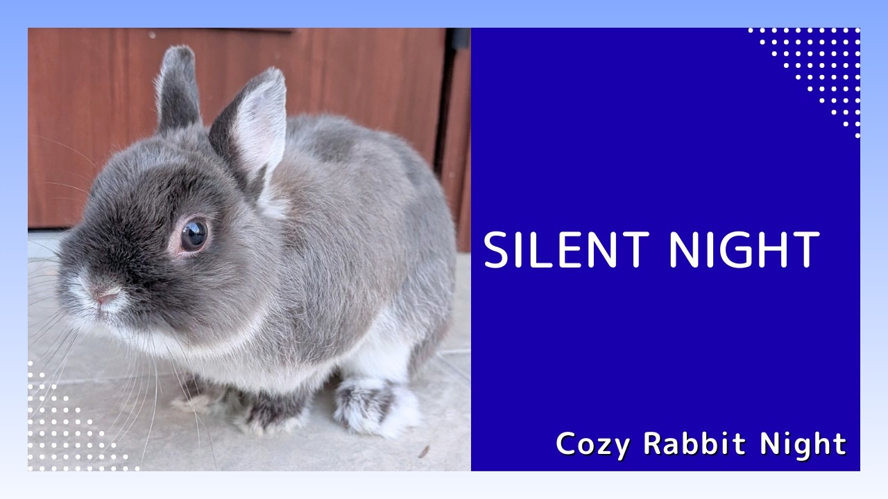 【癒しライブ】ねむねむうさぎ定点 🌙 まったり夜時間｜Cozy Rabbit Night (No Talk)
