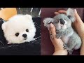 Cute baby animals Videos Compilation cute moment of the animals - Cutest Animals #20