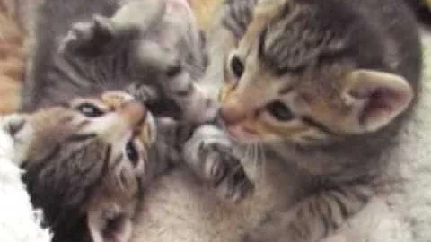 Watch the video about Very sweet kittens(Oriental mixed with European)Part3 =^..^=