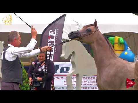 N.21 POSEIDON KA - Bruges 2018 C European - Yearling Colts (Class 2A)