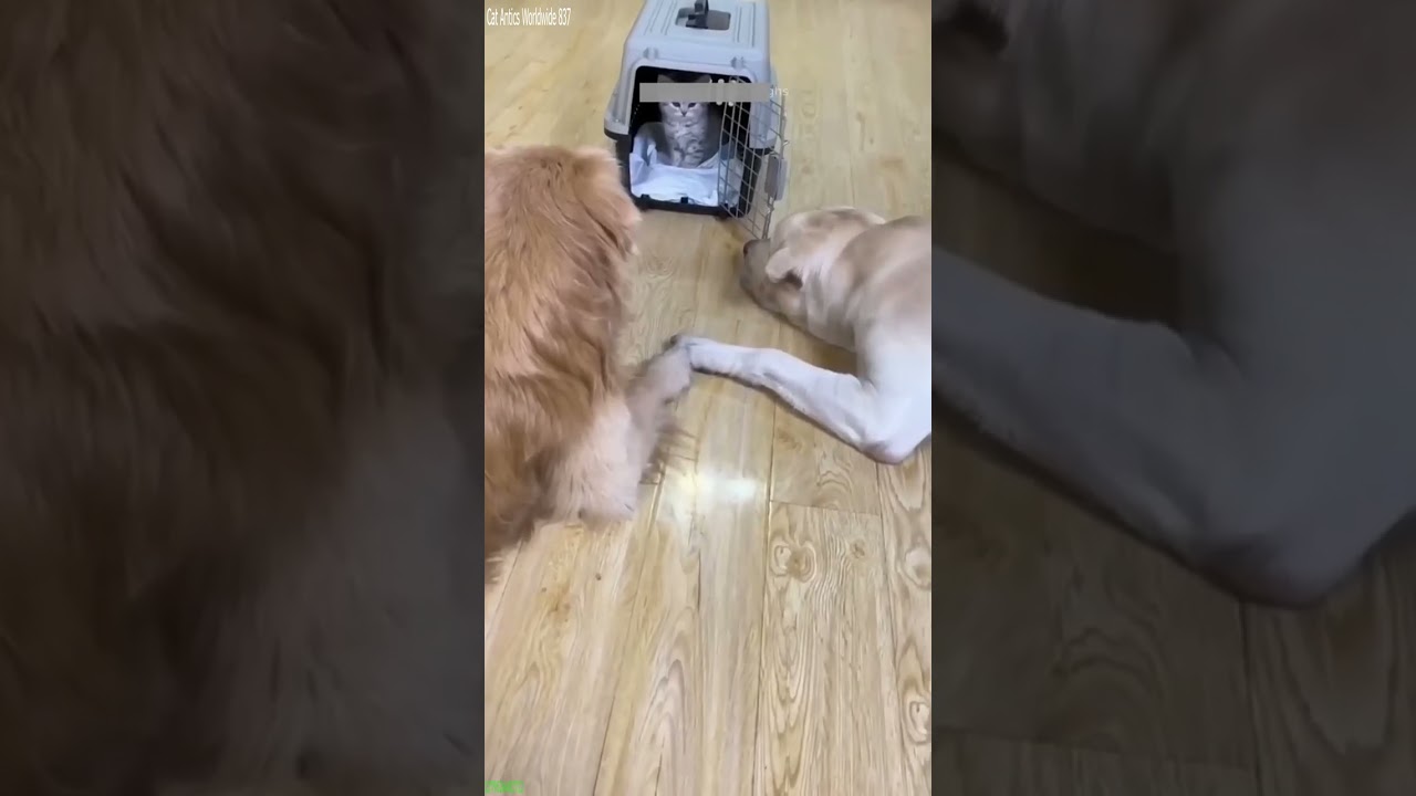 Funny Cats 2025 🐕 Cat Fight 😅 # Episode 2576