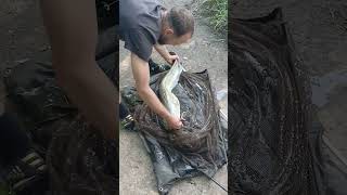 biggen fishing #catfishing #carp