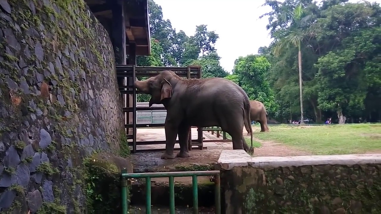 Gajah ngamuk - YouTube