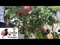 Potager sur balcon semis de tomates prune noire  culture rcolte