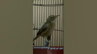 kerak basi alis hitam super gacor