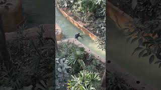 Verzorger vist dode aap uit het water in nieuwe kas Pairi Daiza