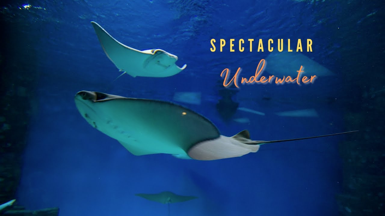 Watch 2 Hours Piano Music Stingray on YouTube Watch 2 Hours Piano Music Stingray on YouTube
