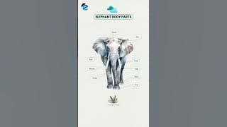 Elephant Body Parts #vocabulary #englishlearning #animalvocabulary #animalshorts #englishwords #fyp
