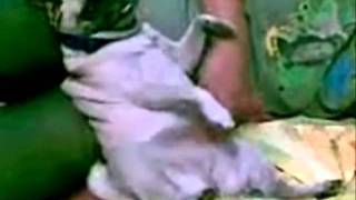 Pug Loves Belly Rubs