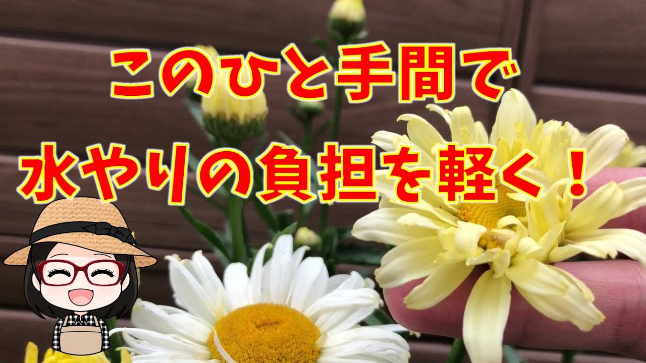 PWのルドベキア〇レウカンセマム〇八重咲きベゴニアの挿し芽〇養生株の