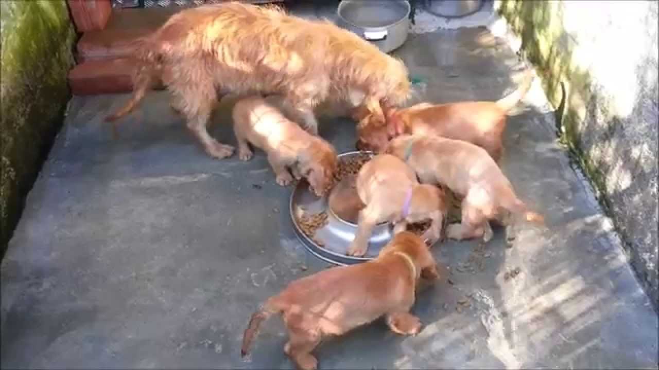 Chiots De Dolfy 43 Jours Basset Fauve De Bretagne