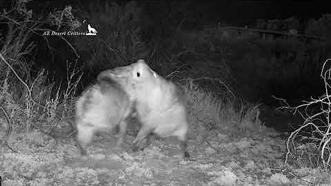 Javelina family running, wrestling, resting and grazing