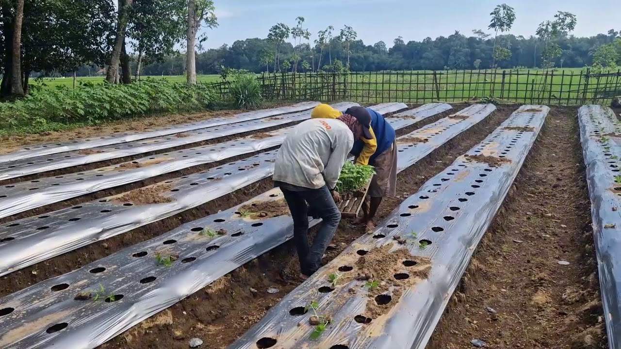 PRACTICAL AGRICULTURAL TECHNIQUES! SEEDS PREPARED DIRECTLY IN THE FIELD!  -Agriculture Farming