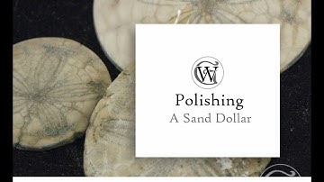 Polishing Fossil Sand Dollars