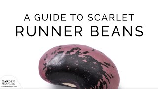 Growing Scarlet Runner Beans