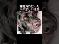 仲間外れだった犬の悲しい理由