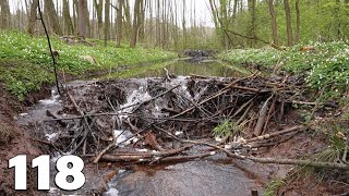Pleasant Sound Of Water And Forest  Manual Beaver Dam Removal No.118