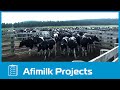 afimilk® - The world's largest dairy farm project in Vietnam