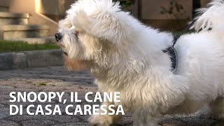 SNOOPY, IL CANE DI CASA CARESSA