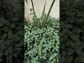 # short video #aam ka jhad #pudina Arabi ke patte