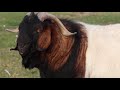 Boer Goats | Quality Meat Producers