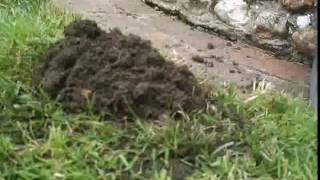 Mole Hill