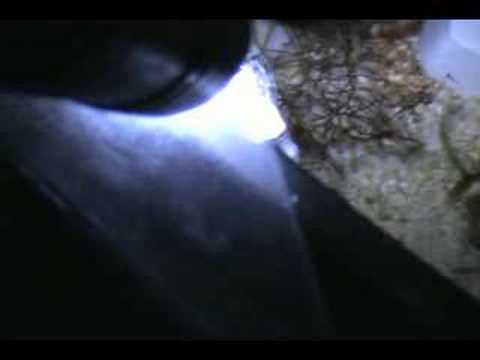 video phone beyonce mp3 Pseudochromis cyanotaenia Blue Bar Dottybacks Hatch Night