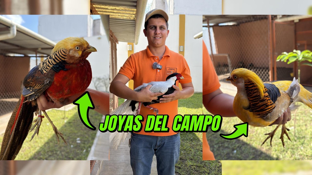 Criando Las Aves más Impresionantes del Rancho FAISANES Y PAVO REALES
