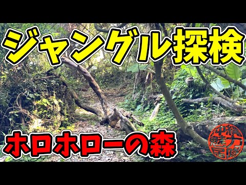 【ホロホローの森】玻名城の郷里道をジャングル探検!日本軍爆破処理場跡やマースブリがあるぐしちゃん浜まで!