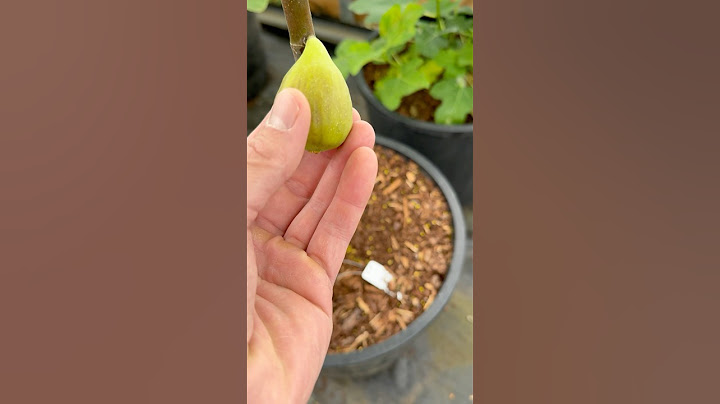 Oh no!  This is why we never sell fig cuttings until they’ve fruited. #figlife