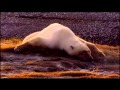 URSO POLAR, (DOCUMENTARIO)