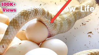 Cron Snake Laying an egg | Monocled Snake Laying eggs live on camera