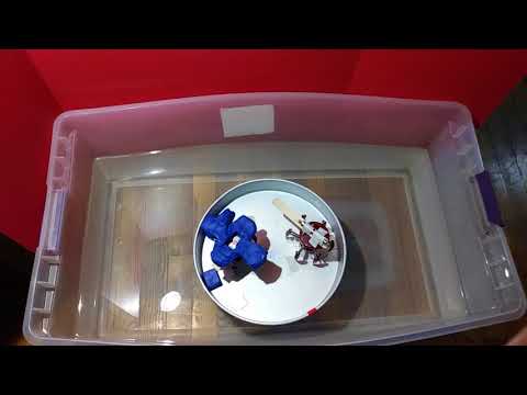 FUEL LESS PROPULSION FROM Permanent Magnets Compass Pendulum