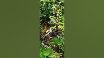 Eden Project waterfall #shorts #edenproject #wildlife #nature